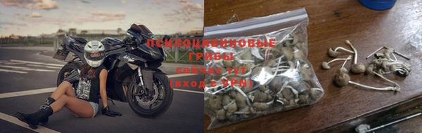 индика Каменногорск