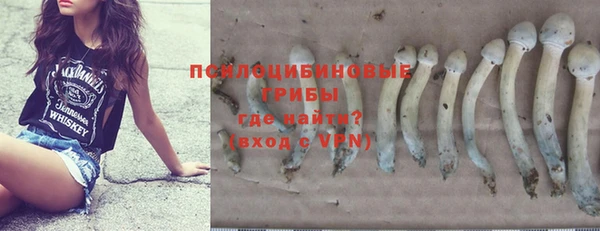 индика Каменногорск